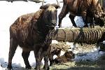 Malý takiní chlapeček se v brněnské zoo narodil koncem února, holčička na začátku března.