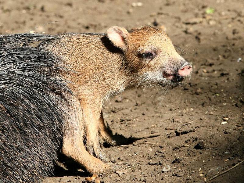 Mládě prasátka pekari v brněnské zoo.