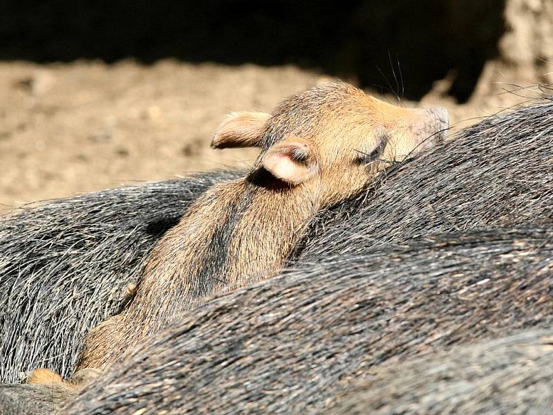 Mládě prasátka pekari v brněnské zoo.