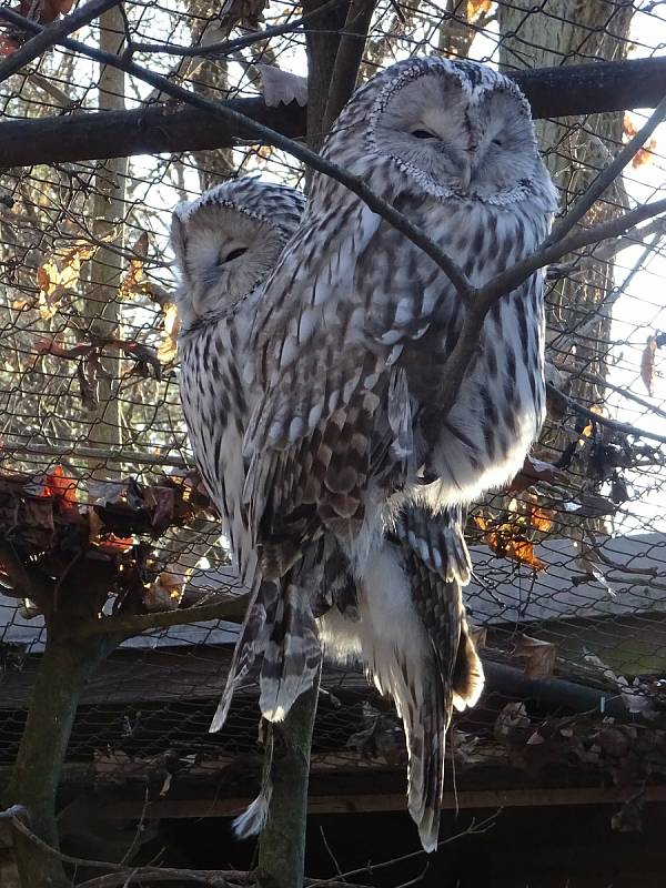 Procházka Zoo Brno může být příjemná i v zimních měsících.