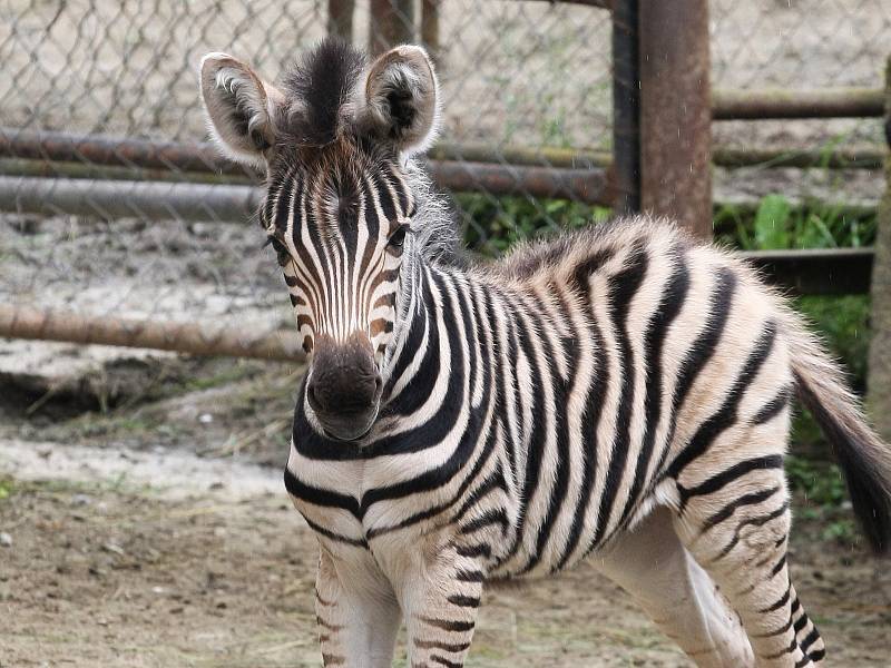 O další mládě se v neděli rozrostla expozice Safari. Narodil se tam samec zebry Chapmannovy. 