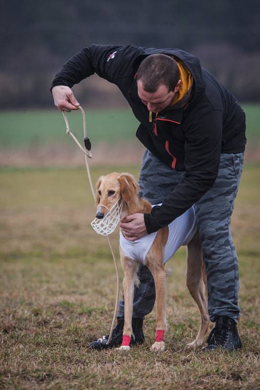 V závodní dráhu se v neděli změnilo letiště v brněnských Medlánkách. Takzvaný coursing, ve kterém se pes snaží ulovit návnadu z igelitových pásků, tam trénovali jedinci velkých i malých plemen. 