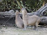 Kapybary v brněnské zoo.