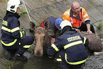 Samice losa se zaběhla i s mládětem do Brna. Odborníci zvířata za asistence hasičů a policistů uspali. V důsledku stresu ale obě uhynula.