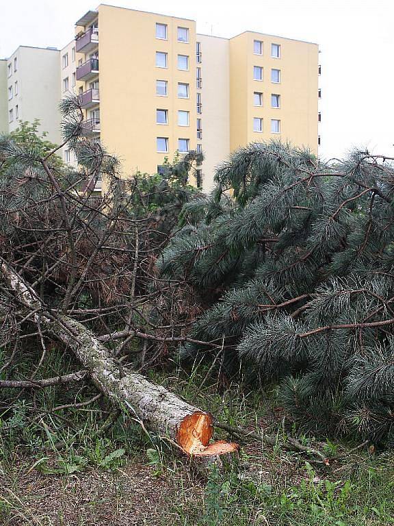 Pokácené borovice v brněnské Líšni.