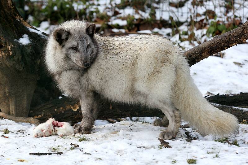 Zimní šampionát zvířat v brněnské ZOO -  liška polární.