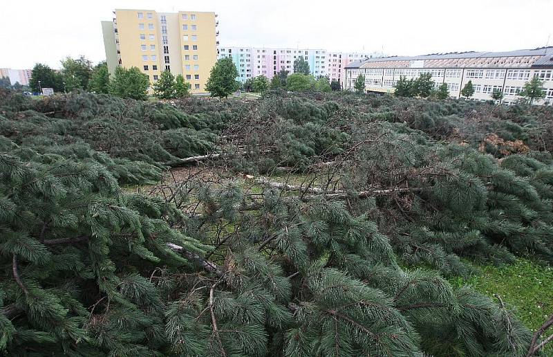 Pokácené borovice v brněnské Líšni.