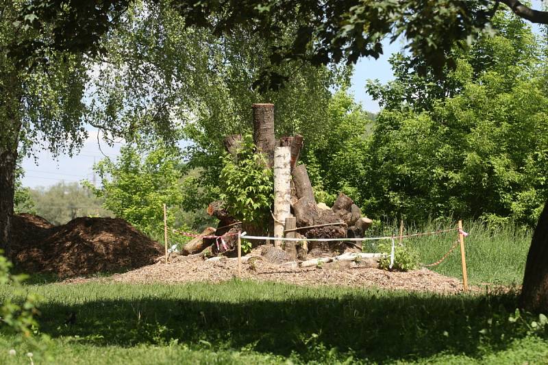 Od začátku letošního roku vykácela společnost Kaisler v Komíně tři sta sedmdesát stromů a keřů.