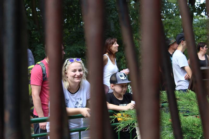 Tři šimpanzi v brněnské zoo oslavili svůj světový den speciálním komentovaným krmením.