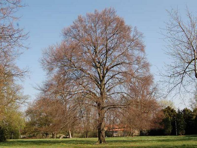 Buk lesní - Zámecký park Belcredi Líšeň.