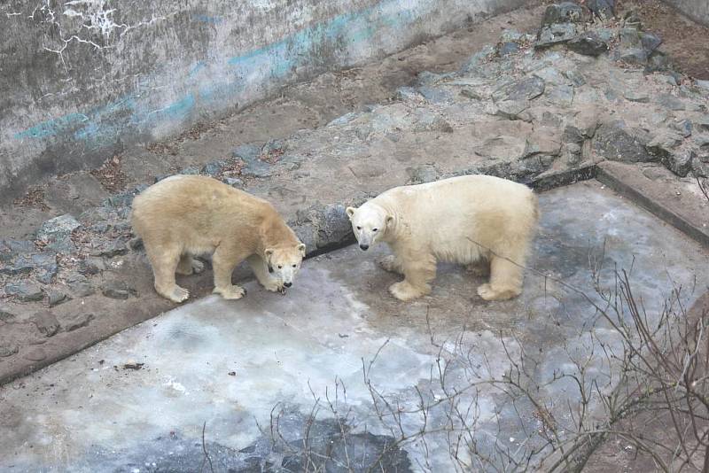 Plácají tlapami do ledu a posílají si kry po zemi. Taková je největší zábava ledních medvědů v brněnské zoologické zahradě. 