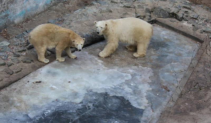 Plácají tlapami do ledu a posílají si kry po zemi. Taková je největší zábava ledních medvědů v brněnské zoologické zahradě. 