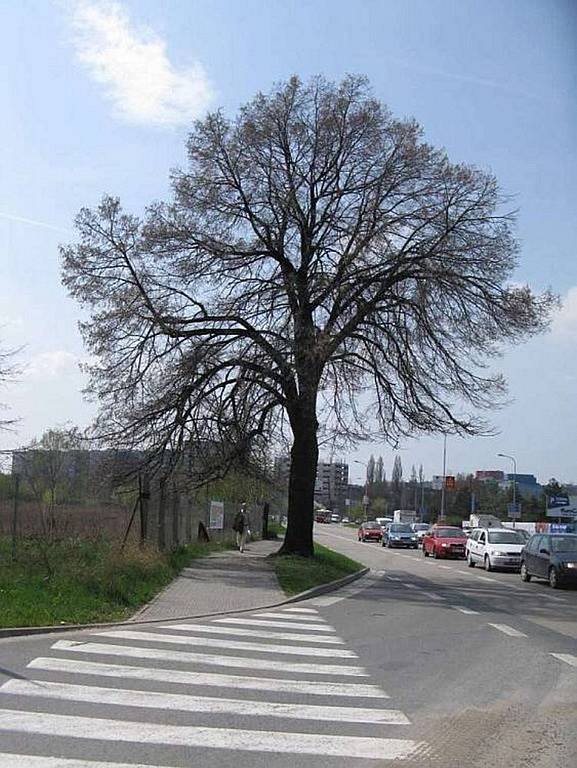 Lípa malolistá Opuštěná Brno – střed.