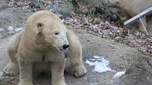 Plácají tlapami do ledu a posílají si kry po zemi. Taková je největší zábava ledních medvědů v brněnské zoologické zahradě. 