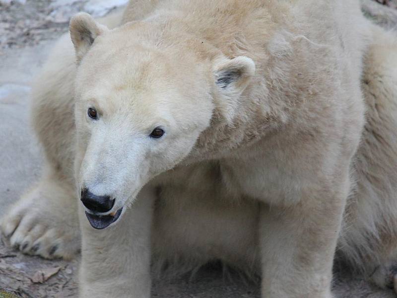 Plácají tlapami do ledu a posílají si kry po zemi. Taková je největší zábava ledních medvědů v brněnské zoologické zahradě. 