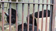 Tři šimpanzi v brněnské zoo oslavili svůj světový den speciálním komentovaným krmením.