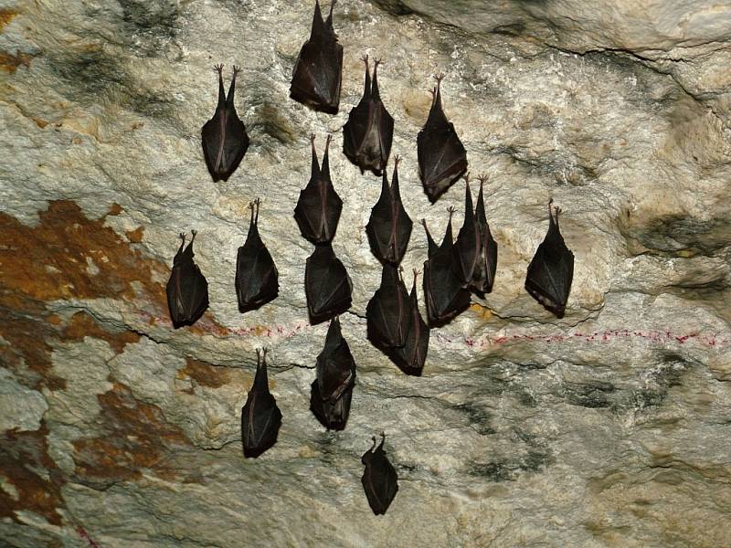 Jeskyně Turold u Mikulova na Břeclavsku má jedinečné suché klima a výzdobu z kalcitů připomínajících mořskou pěnu. Rezervaci využívají jako zimoviště chránění netopýři. V nedalekém lomu najdou turisté geopark.