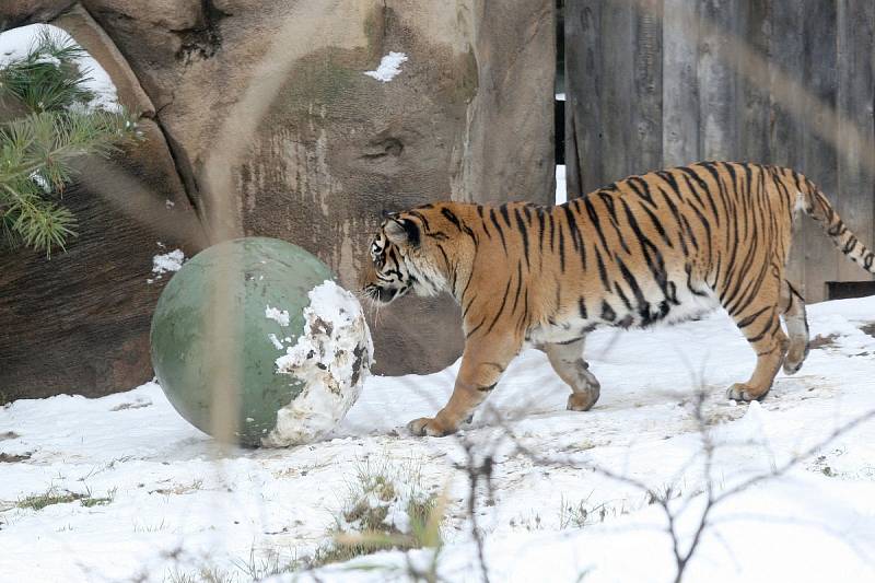 Tygřice Satu v brněnské zoo.