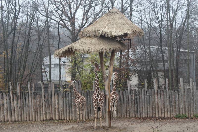 V brněnské zoo lidé nově nakrmí žirafy i v zimě.