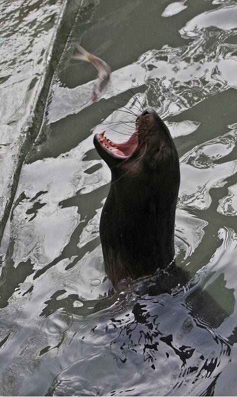 Lachtani v brněnské zoologické zahradě.