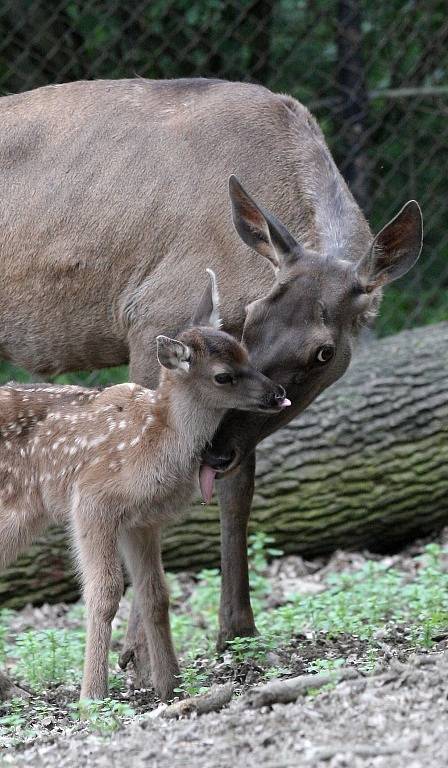 Návštěvníci zoo se mohou těšit na mláďata jelena sibiřského.