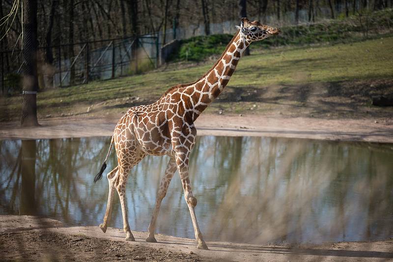 Víkendové slunečné počasí využily tisíce návštěvníků k prohlídce Zoologické zahrady v Brně.