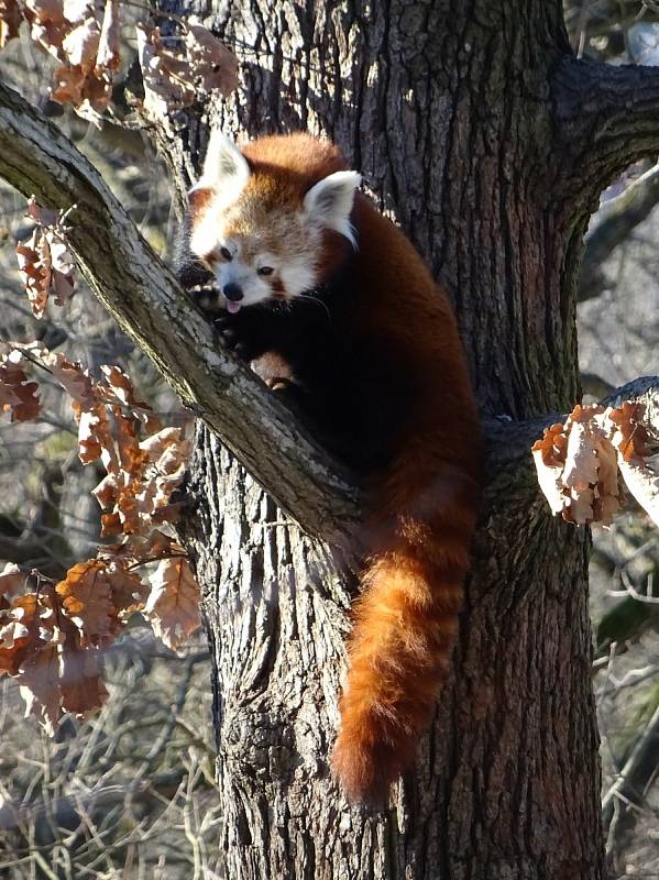 Procházka Zoo Brno může být příjemná i v zimních měsících. Na snímku je panda červená.