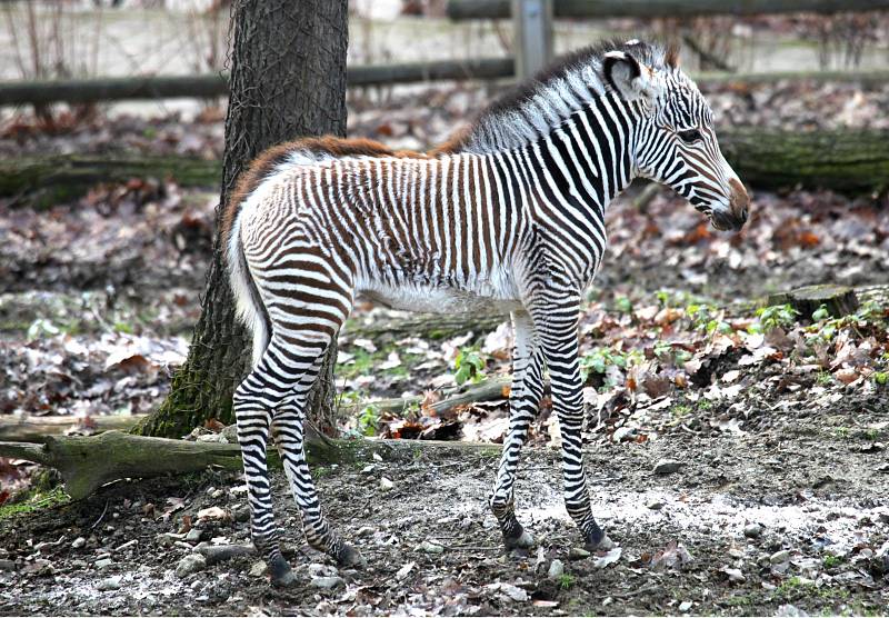 První letošní mládě v brněnské zoo je samička zebry Grévyho Mia. Narodila se před měsícem