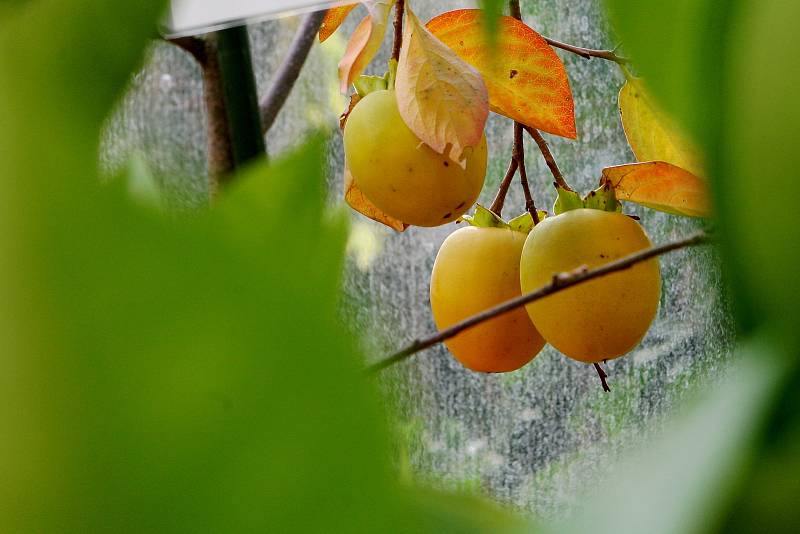 Výstava citrusů v brněnské botanické zahradě v Kotlářské ulici.