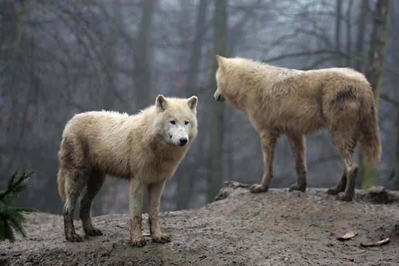 Brněnská zoologická zahrada.