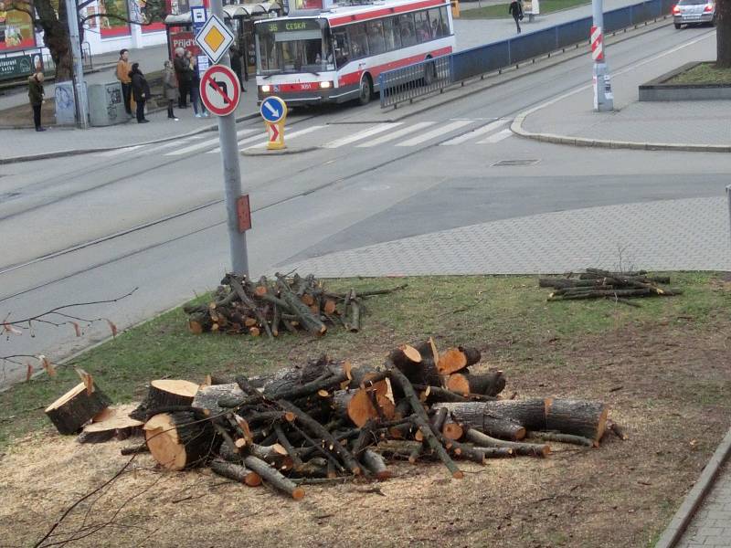 Stínily a chránily lidi před hlukem, nakonec se staly obětmi oprav kabelového vedení. Lidi žijící v brněnské Kounicově ulici přišli o čtyři vzrostlé stromy. 