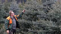 Pracovníci Lesů města Brna mají před sebou náročný týden. Začínají vyřezávat vánoční stromky, které se za pár týdnů rozsvítí v brněnských domácnostech.