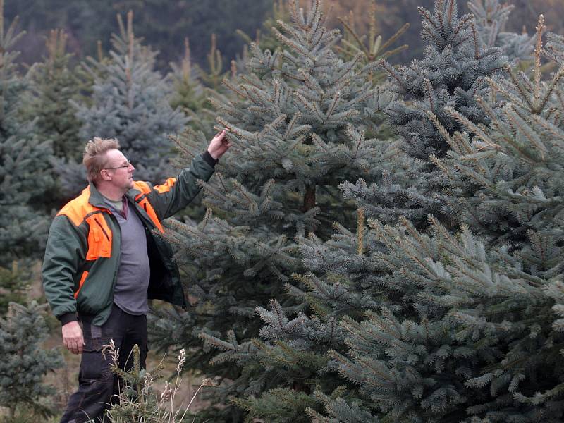 Pracovníci Lesů města Brna mají před sebou náročný týden. Začínají vyřezávat vánoční stromky, které se za pár týdnů rozsvítí v brněnských domácnostech.