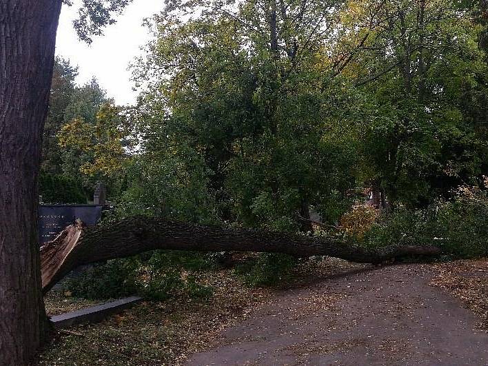 S mnohačetnými zraněními skončila v nemocnici žena, na kterou ve čtvrtek odpoledne spadl strom na Ústředním hřbitově v Brně.