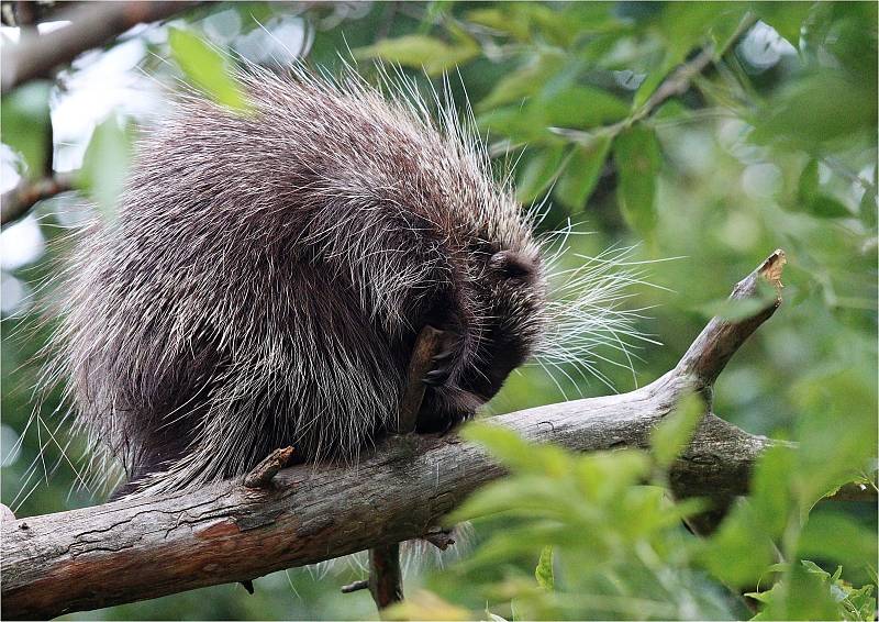 V ZOO Brno mohou návštěvníci vidět téměř osm set zvířat více než dvou stovek druhů.