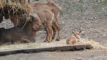 Nový přírůstek do rodiny paovcí přišel na svět minulý týden v brněnské zoo. Samec se narodil přímo ve výběhu.