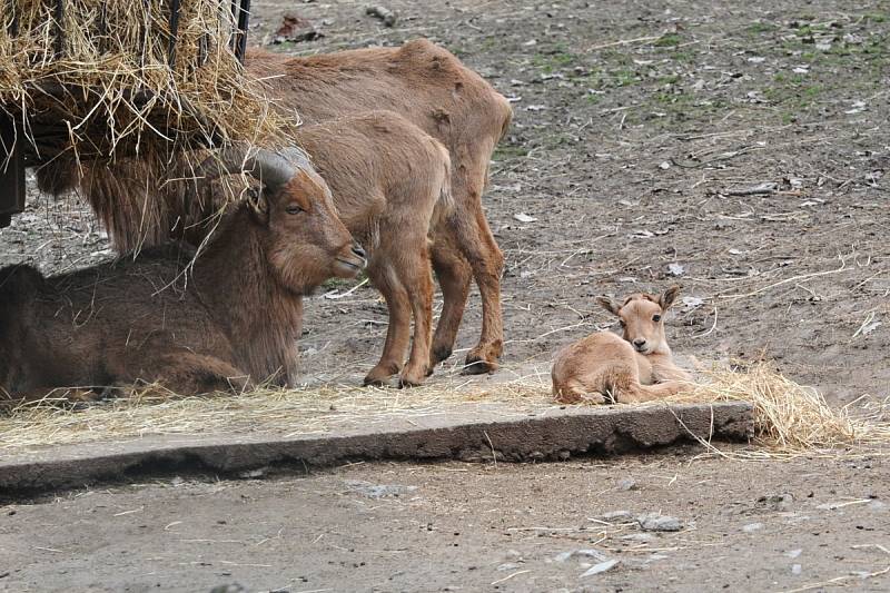 Nový přírůstek do rodiny paovcí přišel na svět minulý týden v brněnské zoo. Samec se narodil přímo ve výběhu.