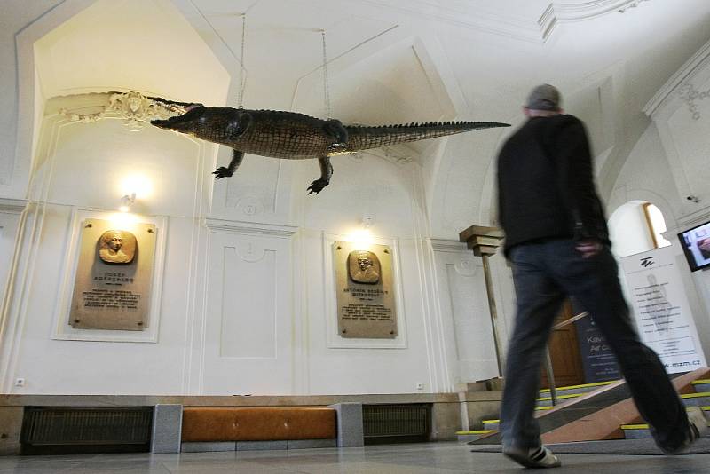 Symbol Brna drak se přestěhoval ze Staré radnice do Dietrichsteinského paláce.