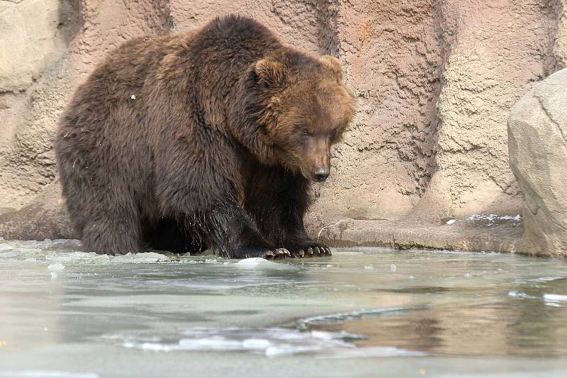 V sobotu nejen brněnská zoologická zahrada slavila světový den divoké přírody. Levhartice lidem ukázala tříměsíční mládě, medvědi se radostně klouzali po zamrzlém jezírku a hráli si s ledem.