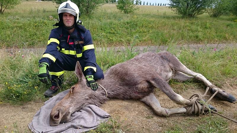 Los běhal po Brně. Odborníci ho museli za asistence hasičů a policistů uspat. Zvíře ale nakonec v důsledku stresu pošlo.