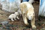 Medvědice Cora s malými medvíďaty.