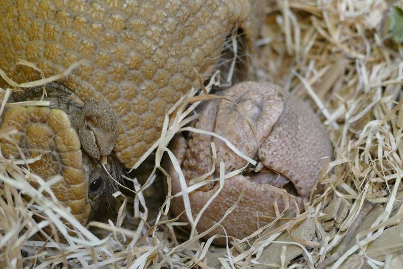 Pohled na život zvířat v brněnské zoologické zahradě.