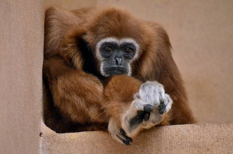 Hodonínská zoologická zahrada.