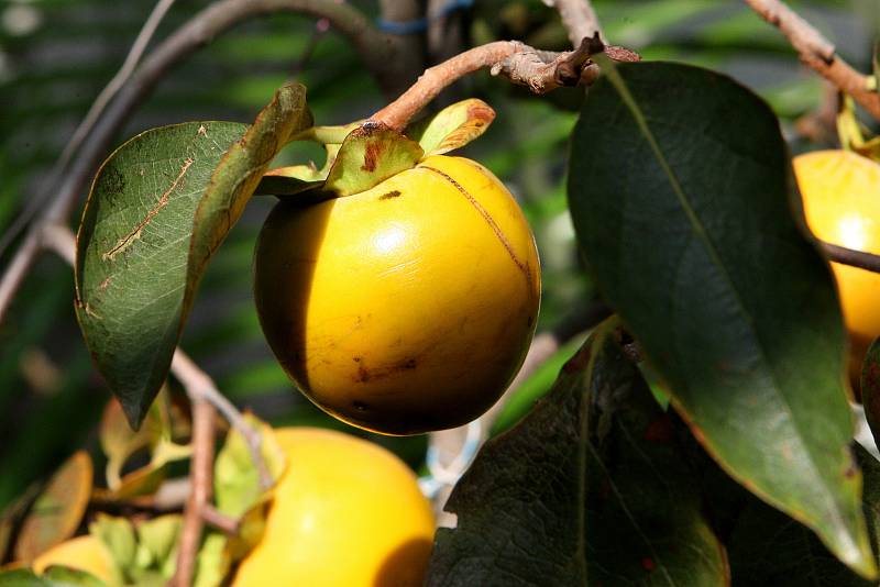 Výstava citrusů v brněnské botanické zahradě v Kotlářské ulici.