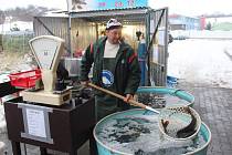 Prodej tradičních vánočních kaprů začal. Oproti loňsku si však lidé sáhnou hlouběji do peněženek, cena za kilo ryby vzrostla i o několik desítek korun