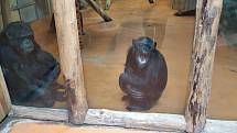 Přes obrazovku se propojili šimpanzi z Brna a z Dvora Králové.