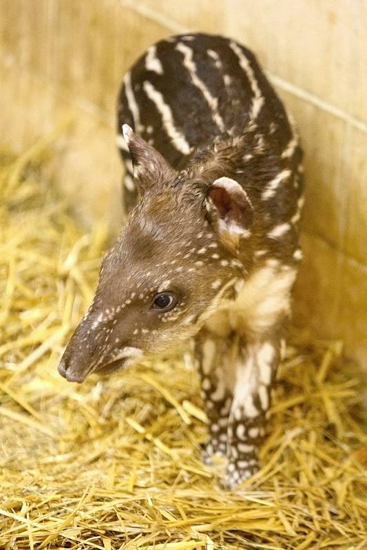 Mládě tapíra v brněnské zoo.