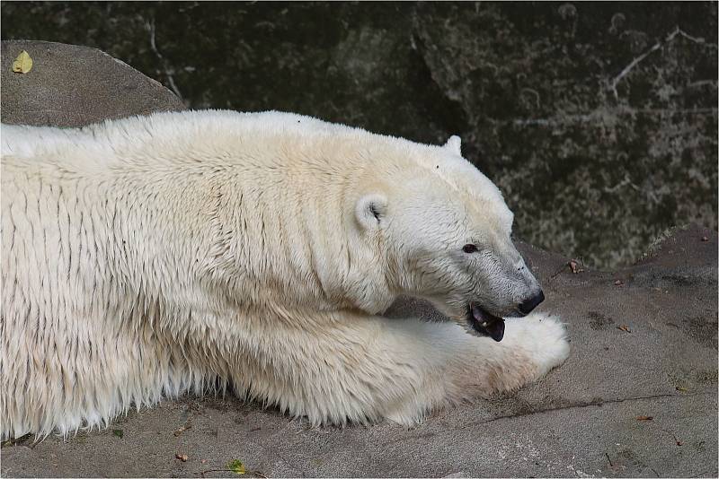 V ZOO Brno mohou návštěvníci vidět téměř osm set zvířat více než dvou stovek druhů.