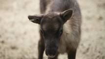 Začátkem května se sobí stádo brněnské zoo rozrostlo o tři mláďata.