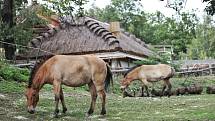 V brněnské zoo jsou nově k vidění dvě klisny koně Převalského, které do Brna dorazily z pražské zoologické zahrady.